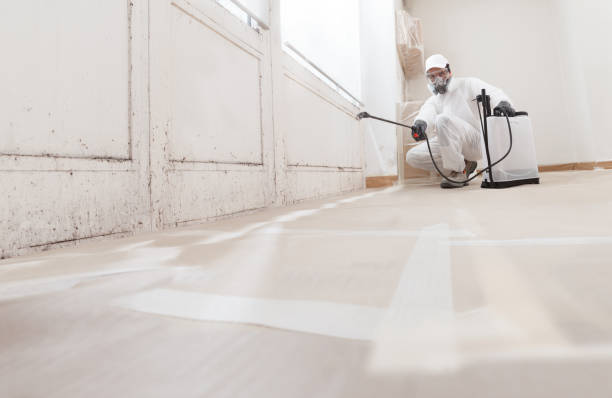 24/7 Emergency Black Mold Remediation experts in Arlington Heights, IL