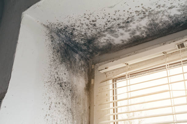 Affordable Black Mold Remediation solutions in Arlington Heights, IL